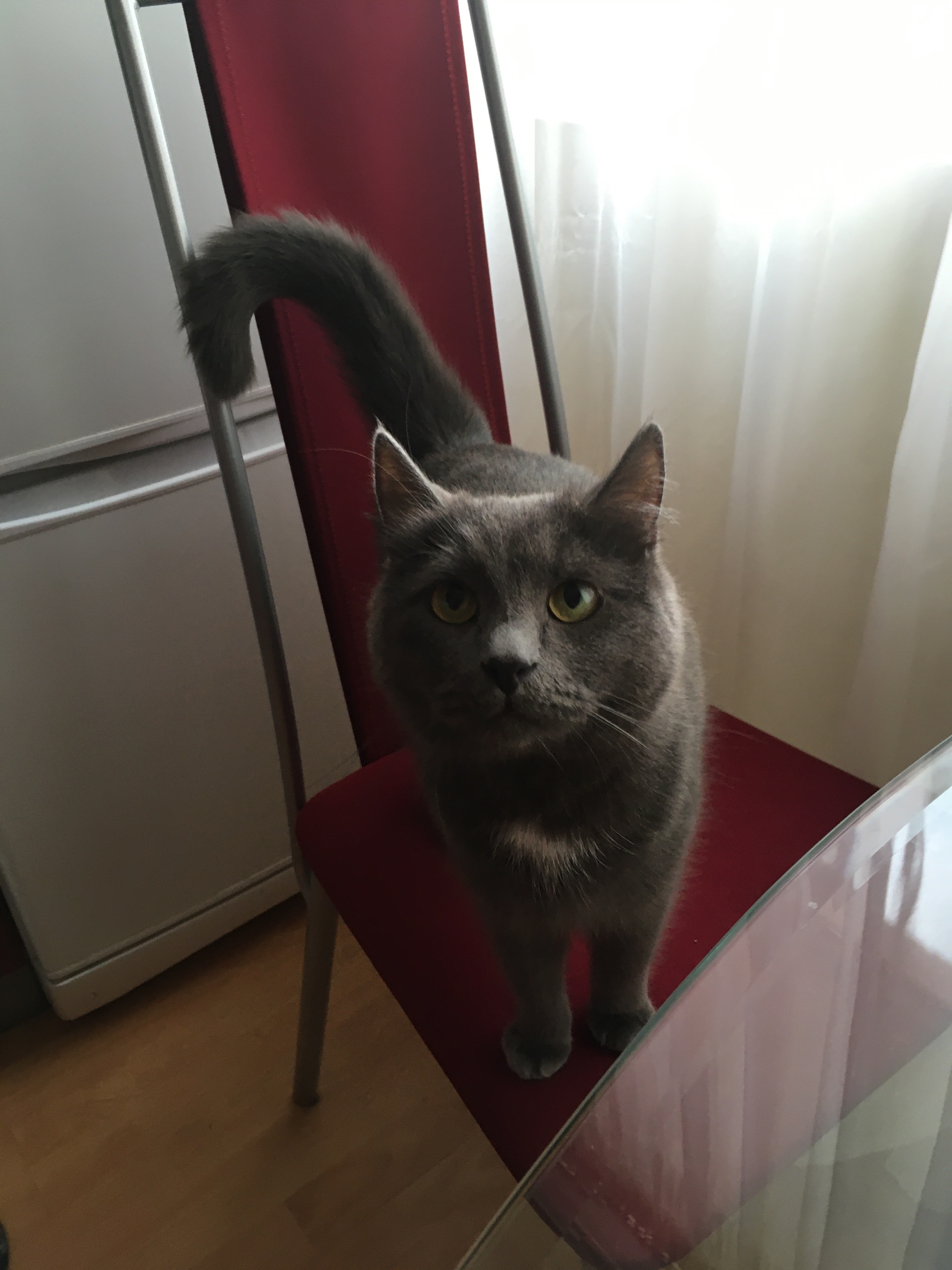 фото котаныча